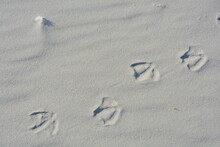 Seagulls Footprints On Sand Beach By Baltic Sea