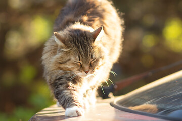 Wall Mural - beautiful Siberian red cat stretches from sleeping on car in sunlight in the yard