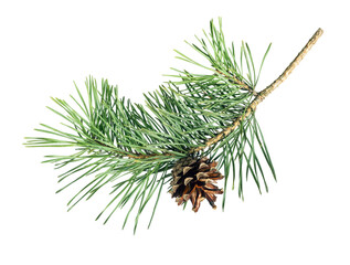 pine tree branch with cone isolated on white background