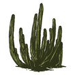 Desert cactus vector hand drawn