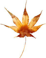 watercolor autumn illustration - fall leaves. png
