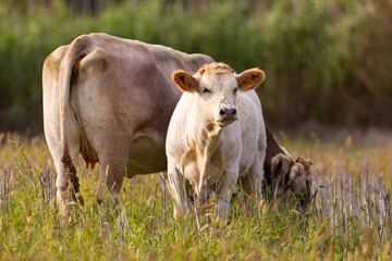 Poster - Ternero joven al lado de su madre (vaca) pastando en un prado de montaña al atardecer. Verano, ganadería, familia.