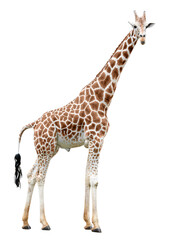 standing giraffe looking in camera cut out