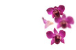 Orchideen Overlay freigestellt für Frühling in pink