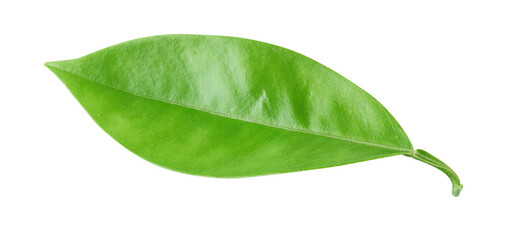Wall Mural - leaf of orange tree cut out