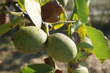 two organic pears stuck together on tree branch