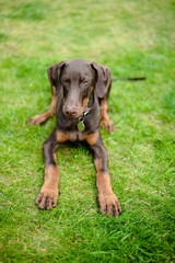 Canvas Print - Vertical shot of the brown Doberman lying on the grass