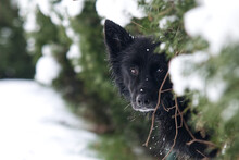 Winter Black Dog