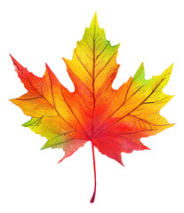 Wall Mural - colorful maple tree leaf cut out, digital illustration