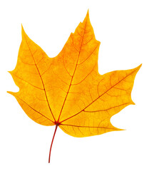 Wall Mural - orange maple tree autumn leaf