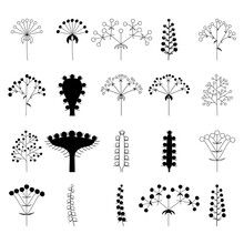 Flower Inflorescences In Plants On A Stem, Isolated Vector, Different Pack Of Outline Silhouettes Of Inflorescences