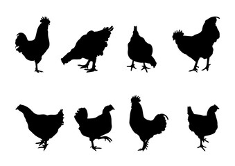 cock, cockerel, rooster, bantam, chicken, hen, chick standing position, different pack of bird silhouettes, isolateds vector