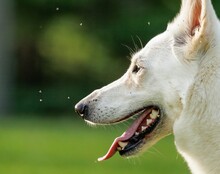 Closeup Shot Of A White Swiss Shepherd Dog Head With Open Mouth And A Blur Background Of Green Area