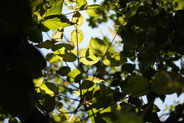 Poster - Beautiful natural background with green leaves. Flora, botany.