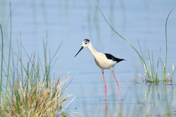 Wall Mural - Black-winged stilt (Himantopus himantopus), elegant long-legged bird feeding in shallow water of the lake