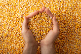 Fototapeta  - Human caucasian hands with maize corns over corn background