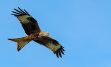 Red Kite, Milvus Milvus, Soaring Against A Clear Blue Sky.