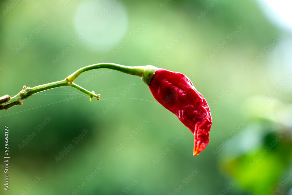 chili-tree-chili-is-a-fruit-and-plant-member-of-the-genus-capsicum