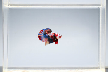 Wall Mural - Betta fish multicolor in a clear aquarium isolated on white background. betta splendens.