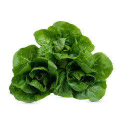 Canvas Print - Head of fresh organic lettuces salad on transparentbackground. Healthy food concept with copy space.