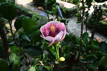 Flower Not Yet Fully Bloomed Of The Giant Pink Hibiscus, Moorea, Mona, Rainbow, Chinese Rose, Scientific Name Hibiscus Rosa Sinensis. Scientific Name: Hibiscus Rosa-sinensis L. Popularly Grown In Park