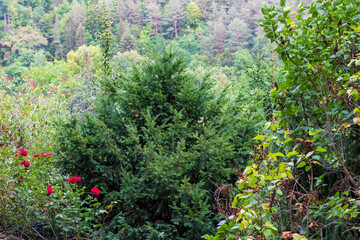 Wall Mural - green trees and bushes with forest in background in germany in summer