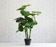 © Di Studio - houseplant monstera in white pot over white background