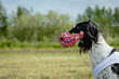 Head of saluki dog staying in the green field on lure coursing competition