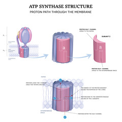 Wall Mural - ATP synthase structure. Proton path through the inner mitochondrial membrane.