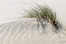 Sand Dunes On The Beach With Green Grass