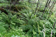 Üppige Vegetation im Husadalen bei Kinsarvik, Norwegen