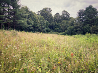 Wall Mural - Evening meadow