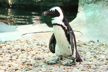 Wall Mural - Penguin on the zoo