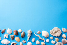 Lower Border Of Assorted Seashells And Pieces Of Coral On A Blue Background For Marine Or Nautical Themed Concepts Or A Seaside Vacation