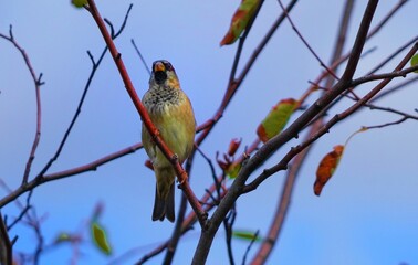 Canvas Print - bird on a branch