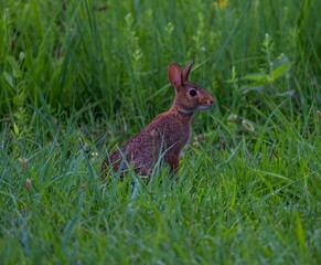 Wall Mural - Closeup shot of a fluffy Cottontail rabbit sitting on the grass in the field in the daylight