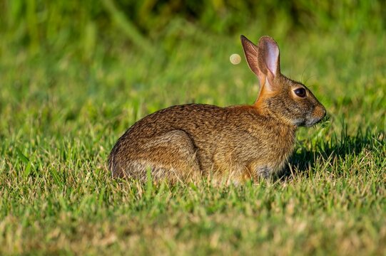 Closeup shot of a fluffy Cottontail rabbit eating grass in the field in the daylight