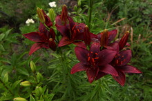 Hybrid-burgundy Lily Flower On Green Leaves Background. Lilium Longiflorum Flowers Field. Garden With Lily Flowers. Background Texture Plant Fire Lily With Red Buds, Closeup In The Sunny Day. Zoom Out