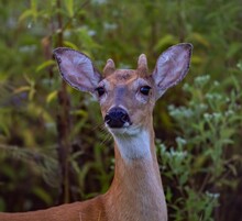 Portrait Of White-tailed Deer Resting Outdoors
