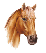 Portrait Of Brown Horse, Animal Illustration.