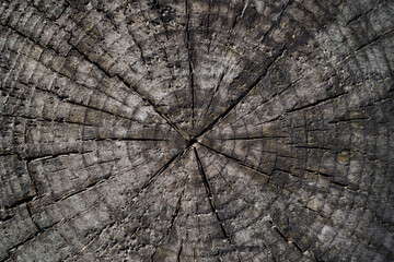 Sticker - Wooden texture pattern background. . Old tree stump texture