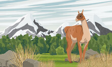 Lama Guanaco Stands In A Valley Near High Mountains. Lama Guanicoe. Wild Animals Of South America. Realistic Vector Landscape