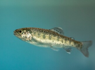 Trout swimming in water