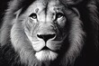 lion head portrait - animal photography