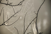 Spider Web With Dew Drops