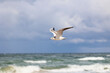 Biały Ptak mewa leci nad morzem na tle nieba.