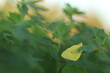 una farfalla colias crocea su una foglia