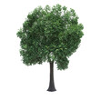 deciduous tree, isolate on a transparent background, 3d render