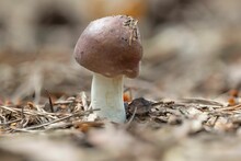 Closeup Of A Brittlegill Mushroom (Russula Genus)