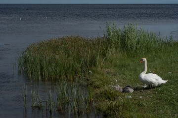 Wall Mural - Swans at the sea